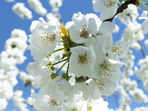 cerezo en flor