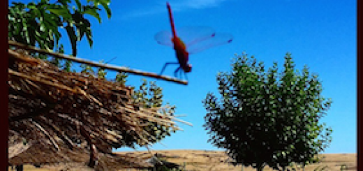 embalse_deguadiloba